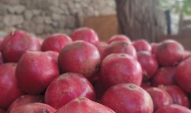 جشنواره انارهای سرخ و طبخ رب انار سنتی در حوالی تهران