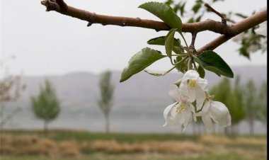 استان سیستان و بلوچستان آغازگر بهار در ایران است