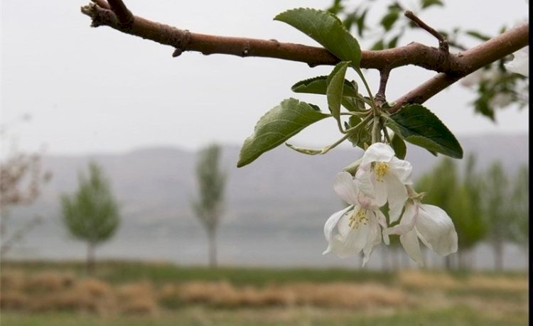 استان سیستان و بلوچستان آغازگر بهار در ایران است
