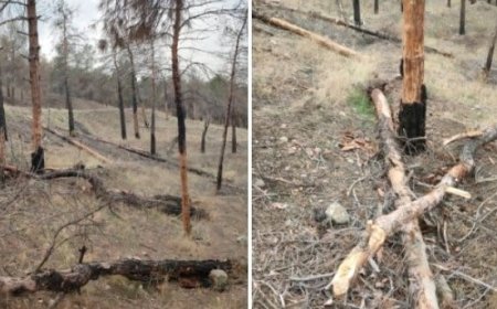 تصاویری تکاندهنده از پارک جنگلی چیتگر