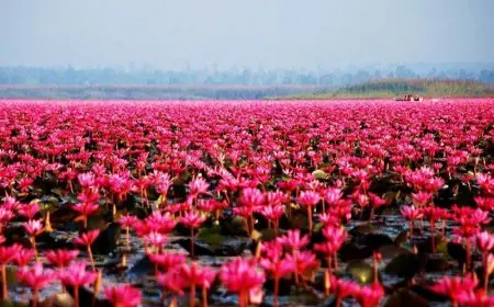 از تخت‌جمشید تا تالاب انزلی؛ نیلوفری که هنوز زنده است